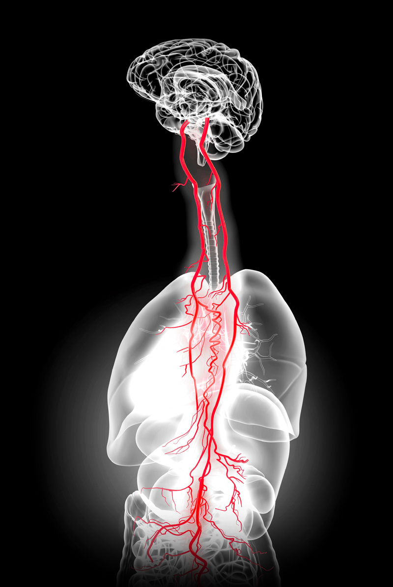 Neck Vagus Nerve