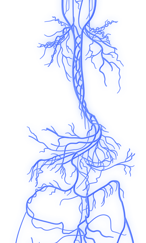 Neck Vagus Nerve