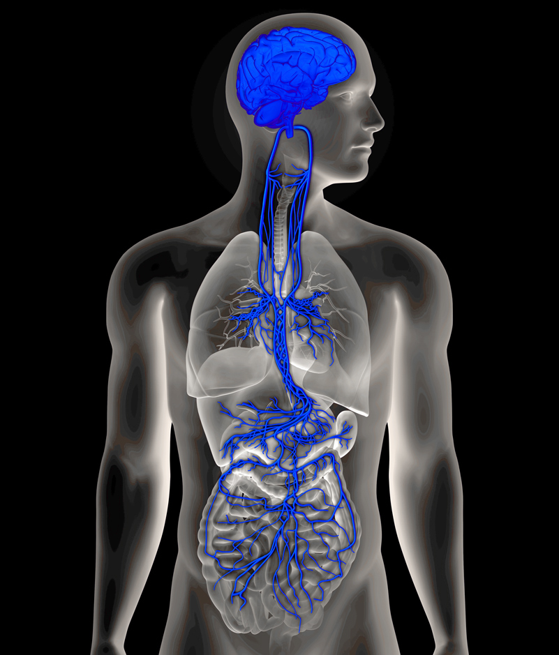 Neck Vagus Nerve